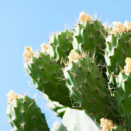 Apartment The Prickly Pear Chania (Crete)